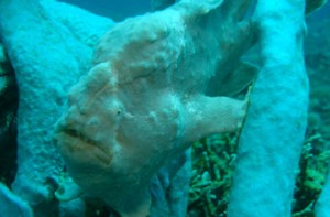 Lombok Stonefish Waiting For A Meal To Swim By