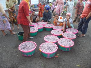 Mataram Market - Selling CuttlefishSale