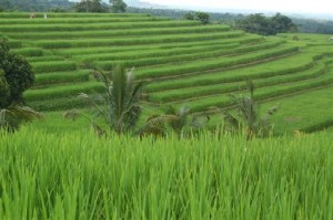 Lombok Rinjani Rice Field